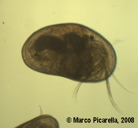 Invito all'' OSTRACODE